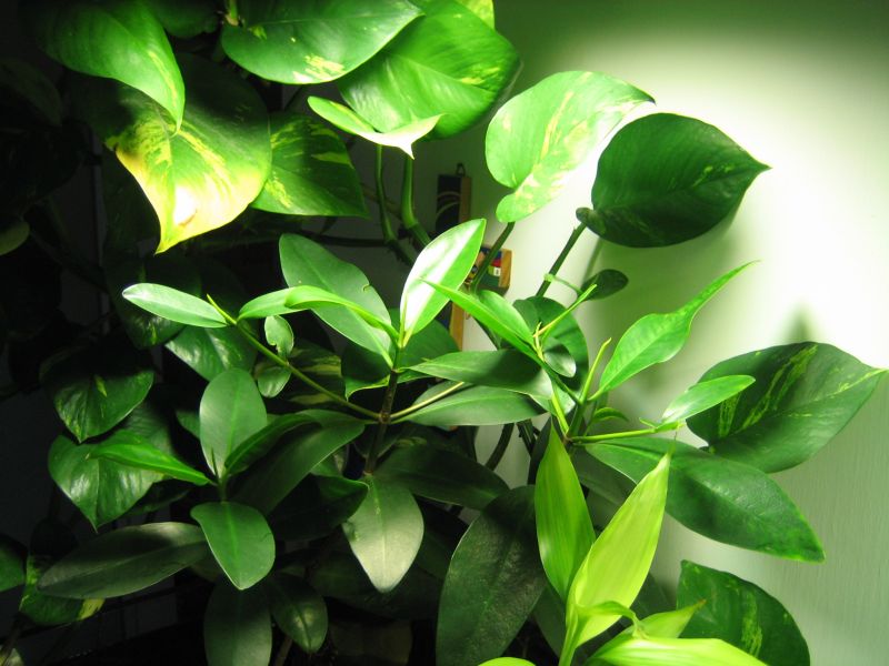 mangrove in freshwater aquarium